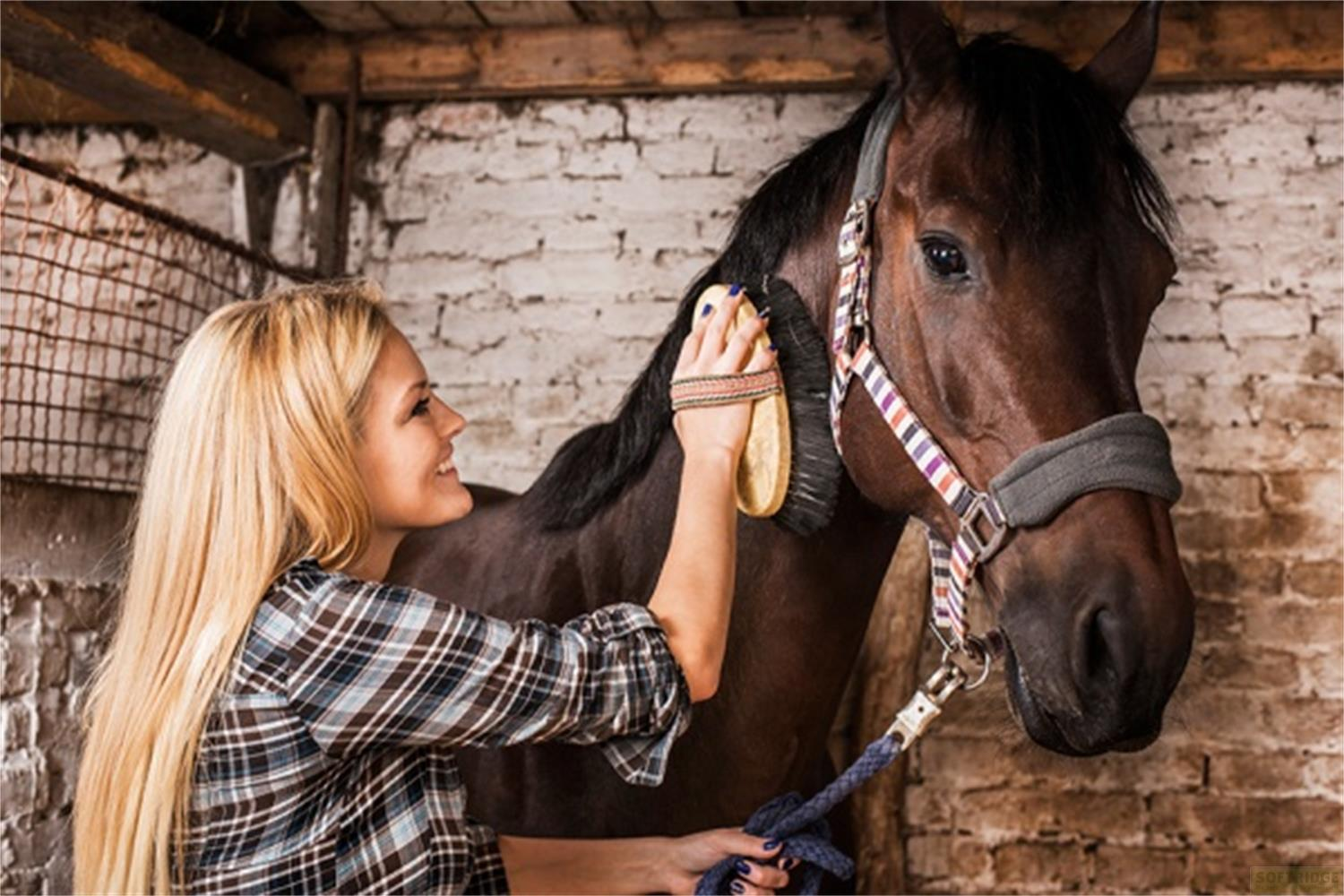 Eine blonde Frau bürstet das Fell eines braunen Pferdes im Stall.