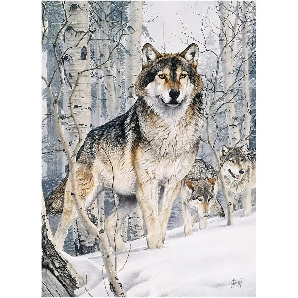 Drei Wölfe im verschneiten Birkenwald.