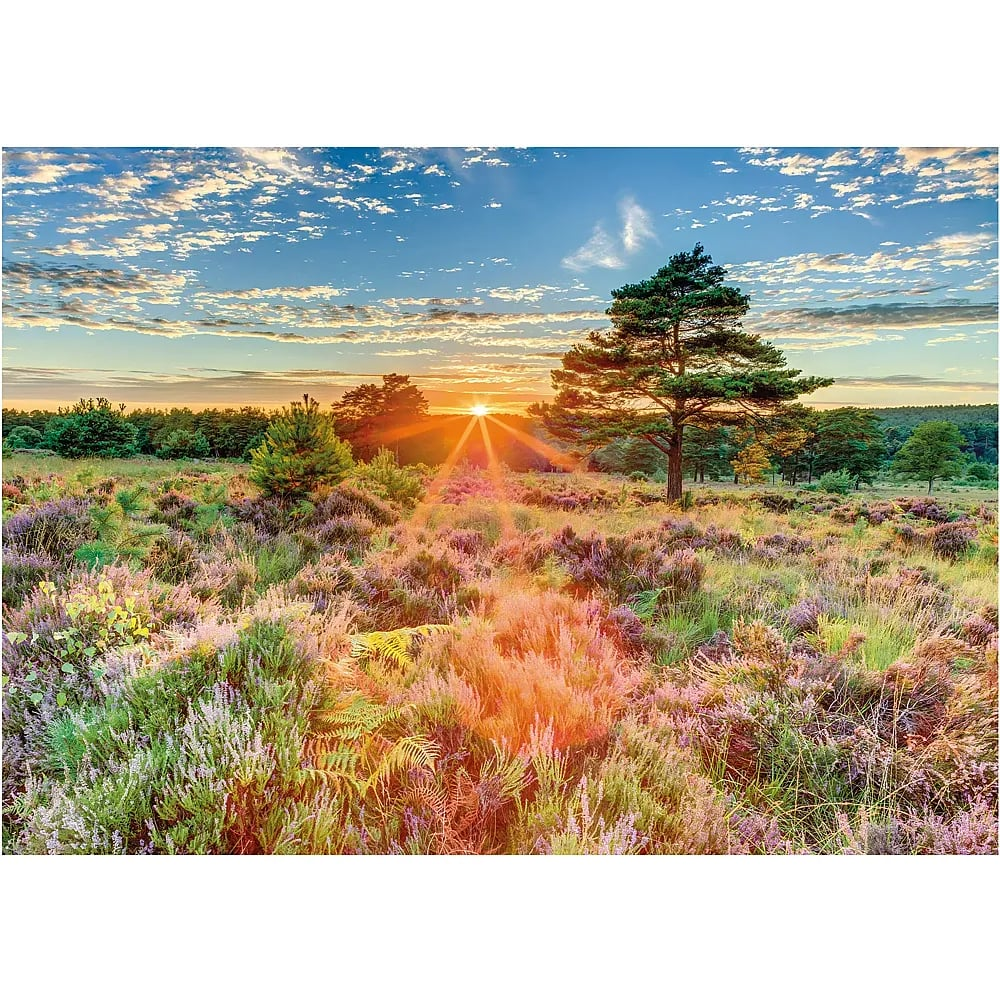 Sonnenuntergang über blühender Heide mit Bäumen und bewölktem Himmel.