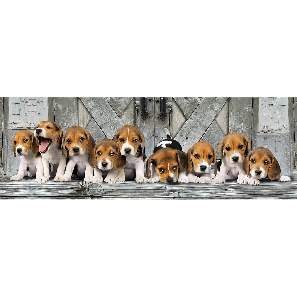 Otto cuccioli di beagle siedono fianco a fianco davanti a una parete di legno grigio.