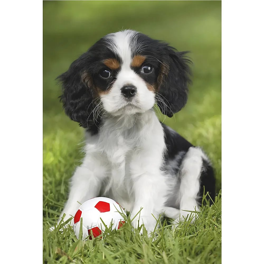 Ein schwarz-weiß-brauner Cavalier King Charles Spaniel Welpe sitzt im grünen Gras neben einem kleinen weiß-roten Ball.
