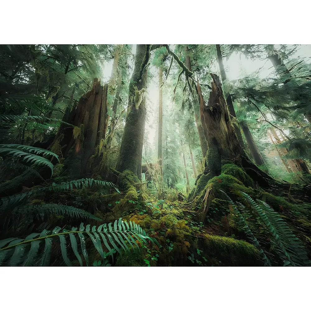 Ein üppiger, nebliger Wald mit großen, moosigen Baumstümpfen und Farnen im Vordergrund, umgeben von riesigen Bäumen.