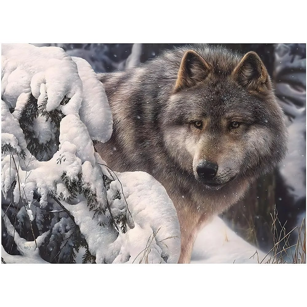 Ein Grauwolf späht in einem Winterwald hinter einem schneebedeckten Tannenzweig hervor.