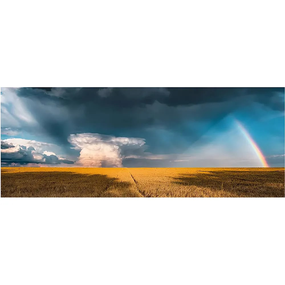 Ein weites gelbes Feld unter einem dunklen Sturmhimmel, eine große Gewitterwolke und ein heller Regenbogen rechts.