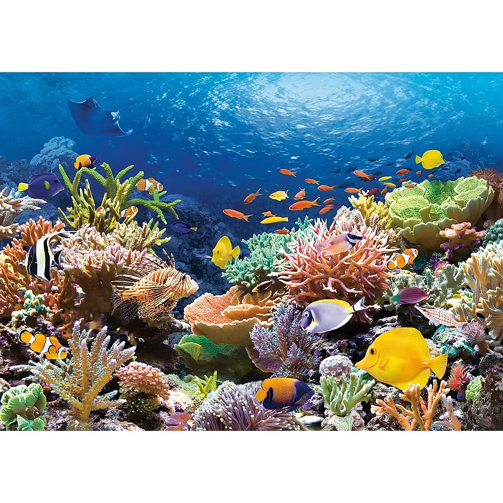 Ein lebendiges Korallenriff mit bunten tropischen Fischen im klaren blauen Ozean.