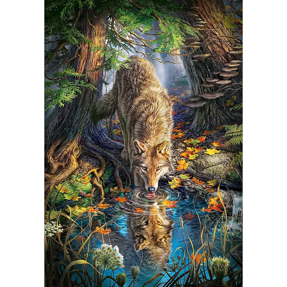 Ein Wolf trinkt aus einem Bach im herbstlichen Wald, sein Spiegelbild im Wasser.