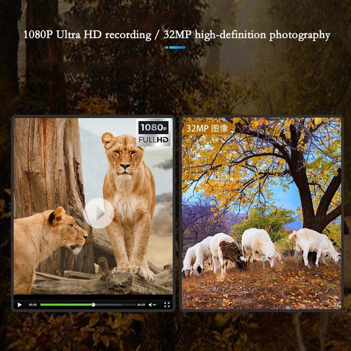 Werbebild mit zwei Löwen in FullHD links und Schafen unter gelben Bäumen in 32MP rechts.