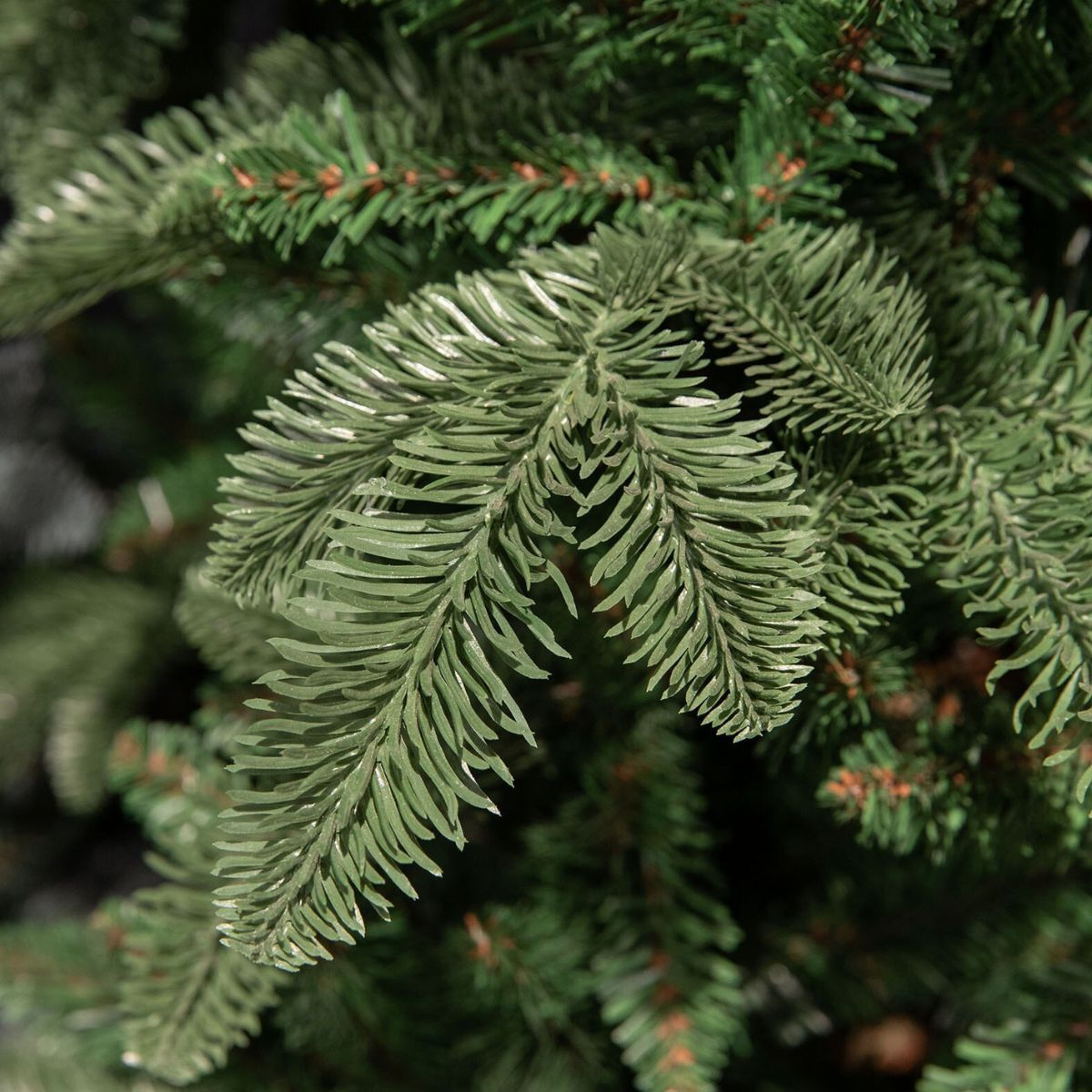 Close-up of green branches and needles of a Christmas tree with fine texture.
