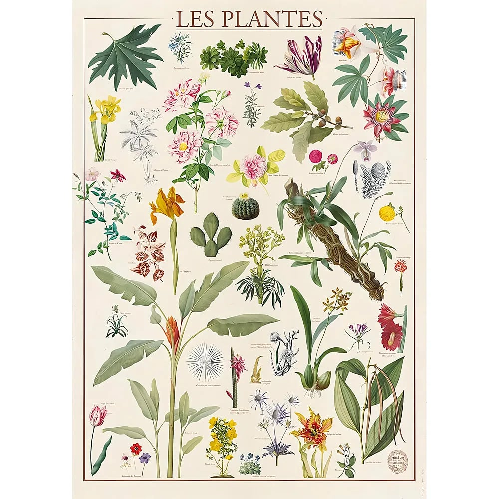 Ein Vintage-Lehrplakat mit dem Titel Les Plantes zeigt bunte Illustrationen verschiedener Blumen und Pflanzen.