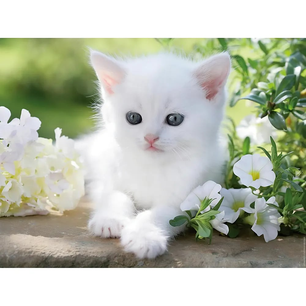 Flauschiges weißes Kätzchen mit blauen Augen sitzt umgeben von weißen Blumen auf einer Steinmauer.