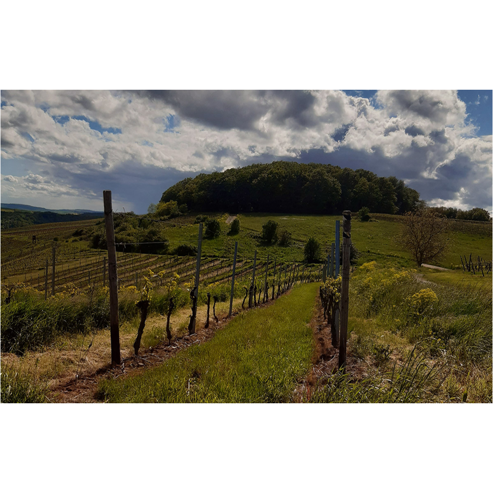 Reihen von Weinreben in einem Weinberg mit grünem Gras und einem bewaldeten Hügel unter einem bewölkten Himmel.