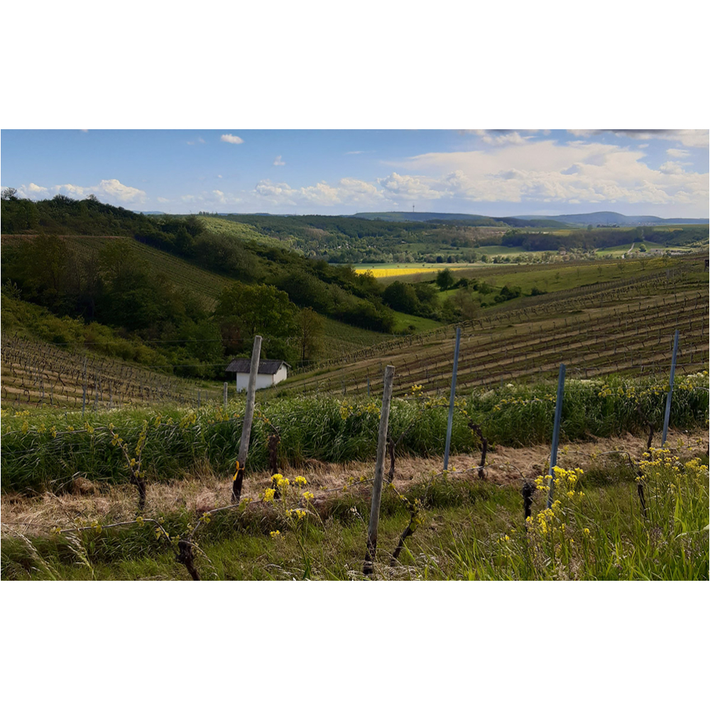 Grüne Weinberge mit Reihen von Rebstöcken erstrecken sich über sanfte Hügel, im Hintergrund eine weite Landschaft.