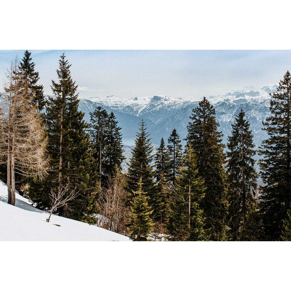 Schneebedeckter Hang mit hohen Kiefern und majestätischen schneebedeckten Bergen im Hintergrund unter blauem Himmel.