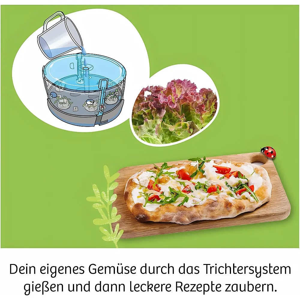 Bewässerung eines Hydrokultursystems, Salat und eine Pizza auf einem Holzbrett mit Marienkäfer.
