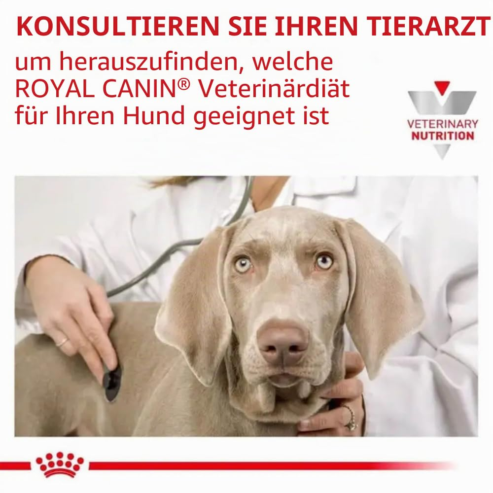 Weterynarz bada psa rasy wyżeł weimarski za pomocą stetoskopu.