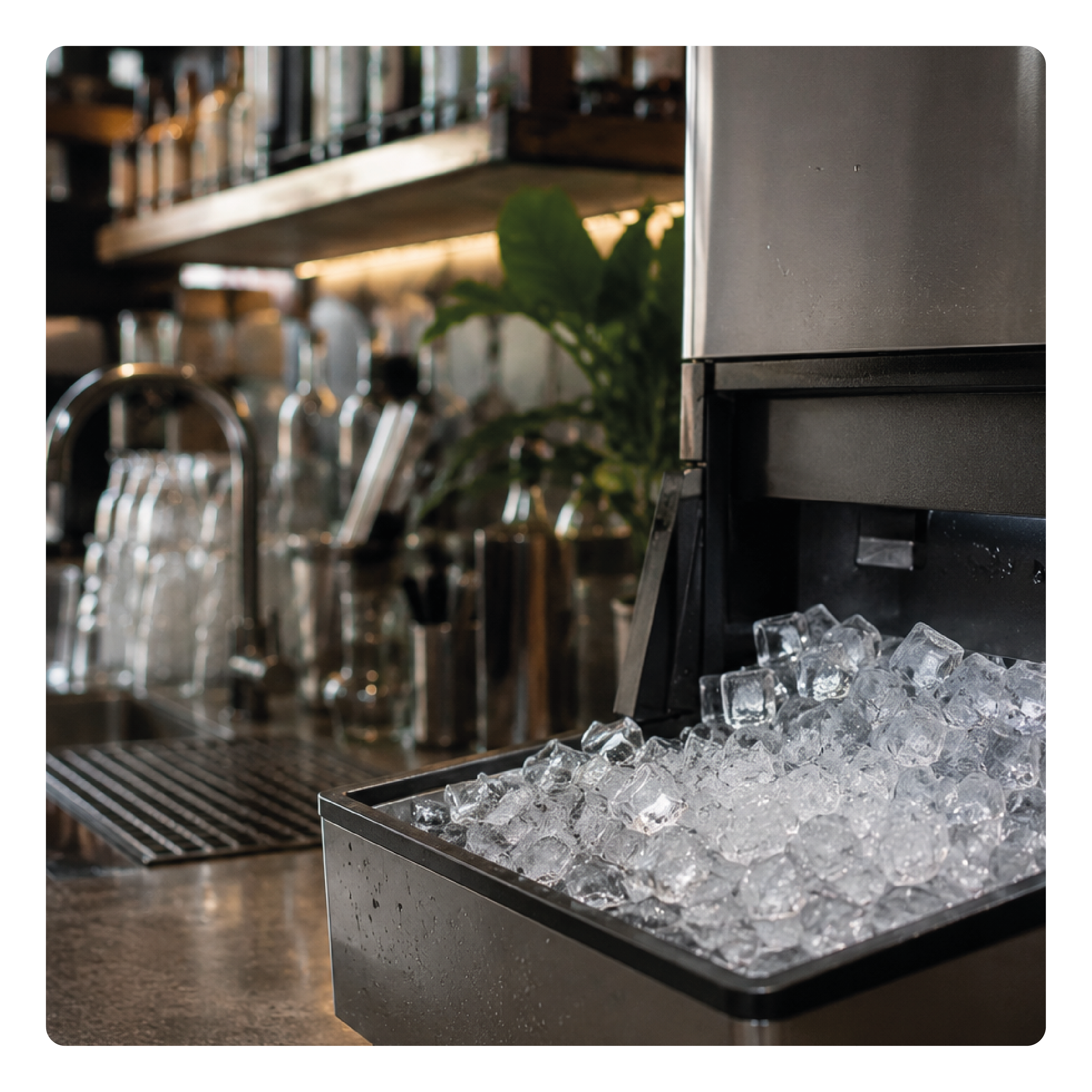 Eiswürfelbereiter voll mit klaren Eiswürfeln in einer Bar mit unscharfen Flaschen und einer Pflanze im Hintergrund.