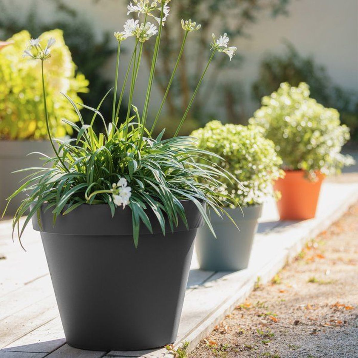 Ein großer schwarzer Blumentopf mit grünen Blättern und weißen Blüten steht im Vordergrund, weitere Töpfe dahinter.