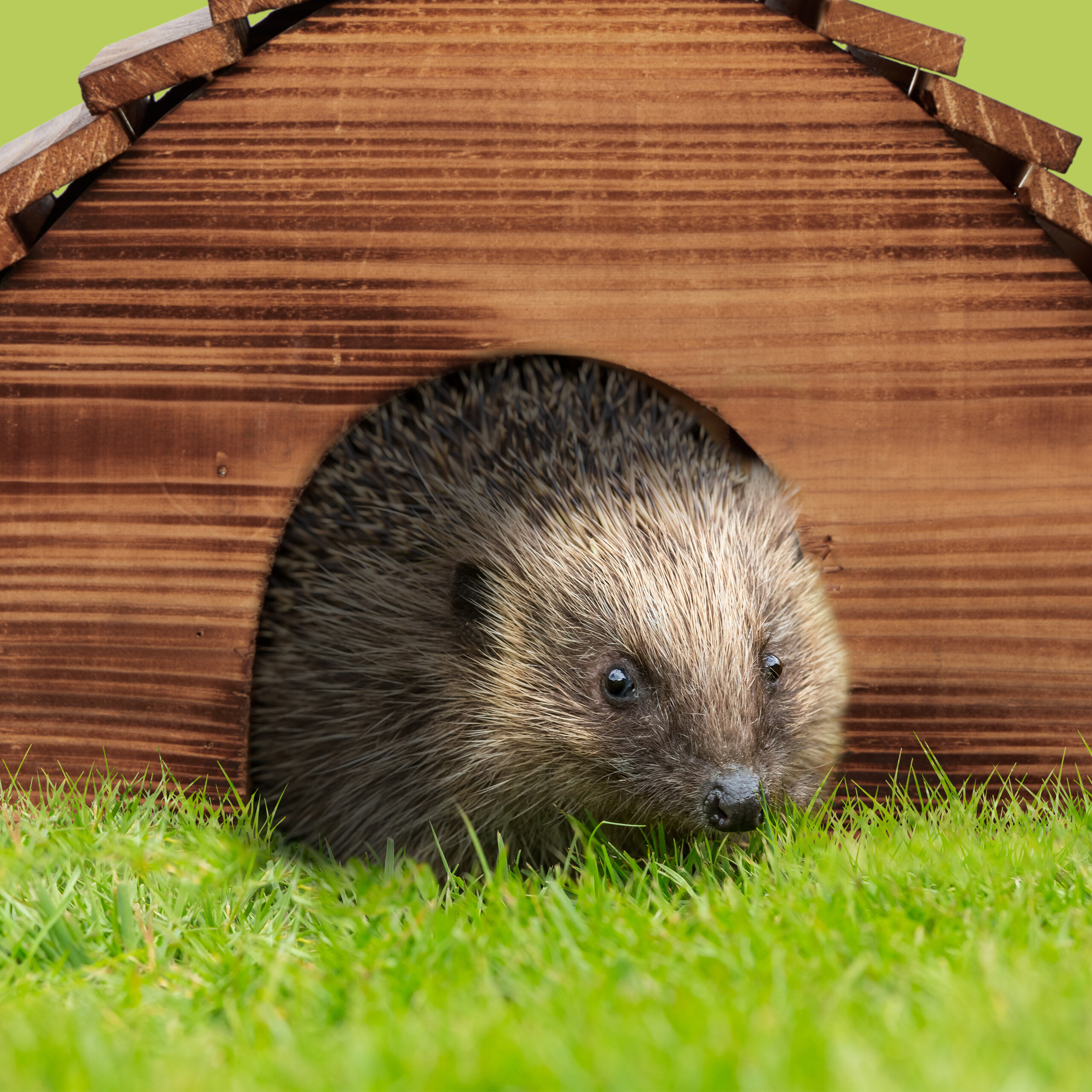 Ein kleiner Igel schaut aus dem Eingang eines hölzernen Igelhauses auf grünem Gras.