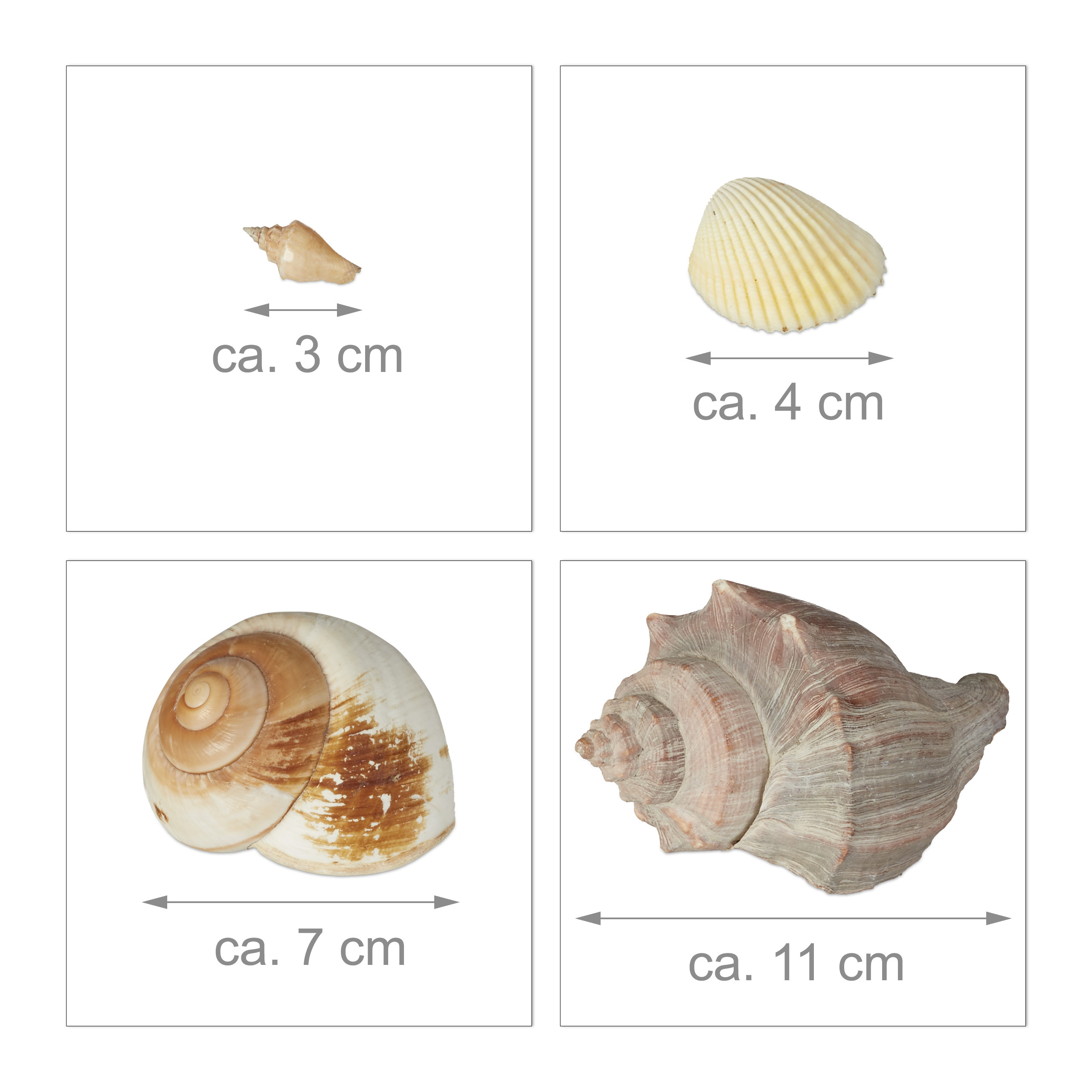 Vier Felder mit verschiedenen Muscheln und Größenangaben von 3 cm bis 11 cm vor weißem Hintergrund.