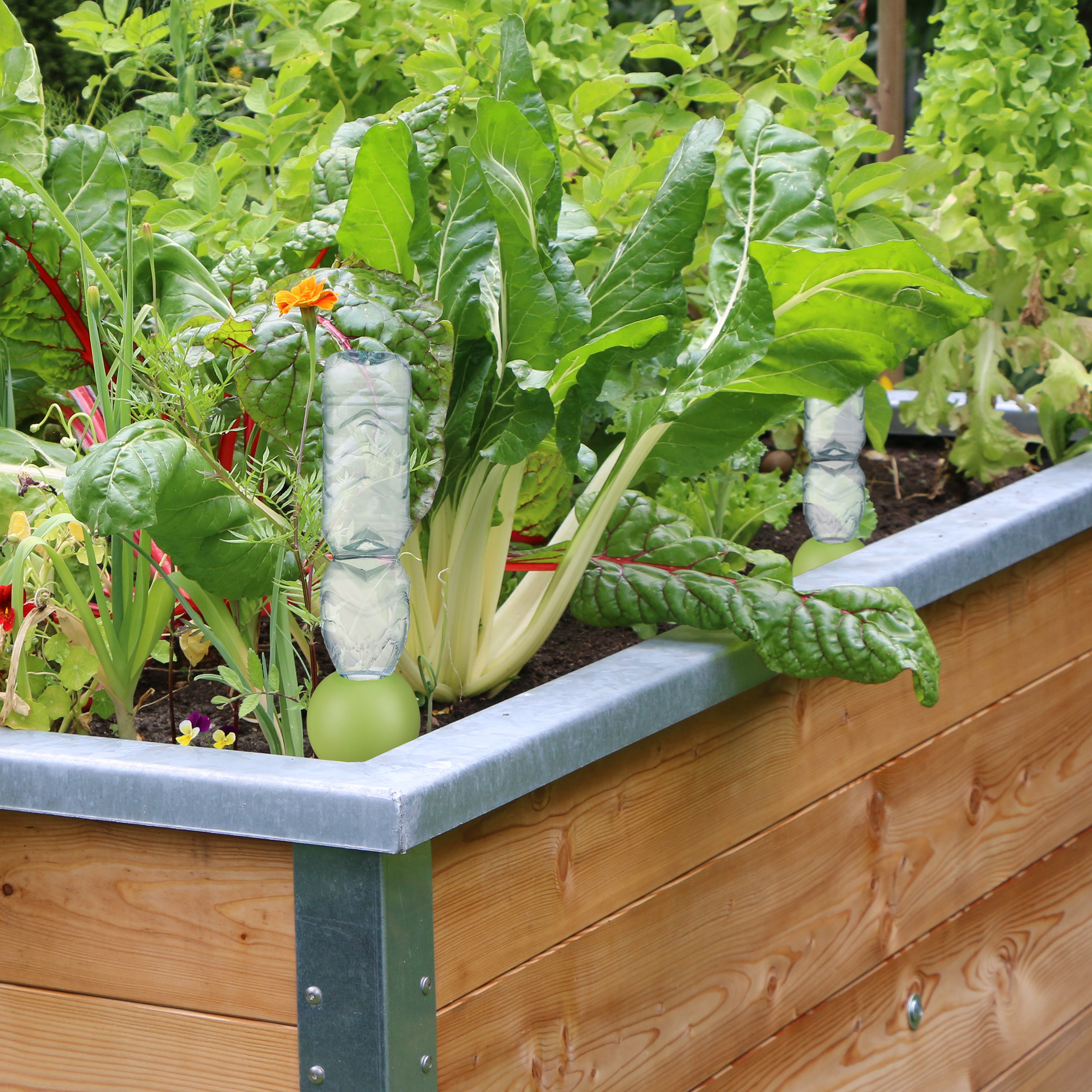 Ein Hochbeet aus Holz mit verschiedenen grünen Gemüsepflanzen und zwei vertikalen Flaschenbewässerungen.