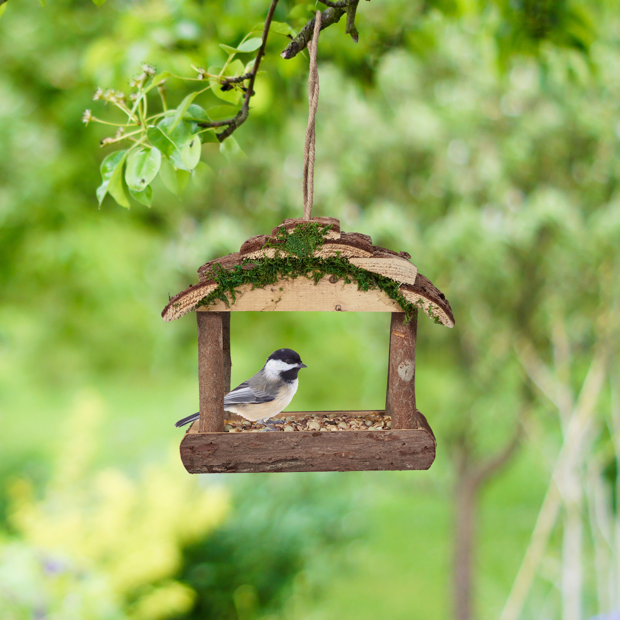 Eine kleine Schwarzkopfmeise sitzt in einem rustikalen Vogelhäuschen, das in einem grünen Garten hängt.
