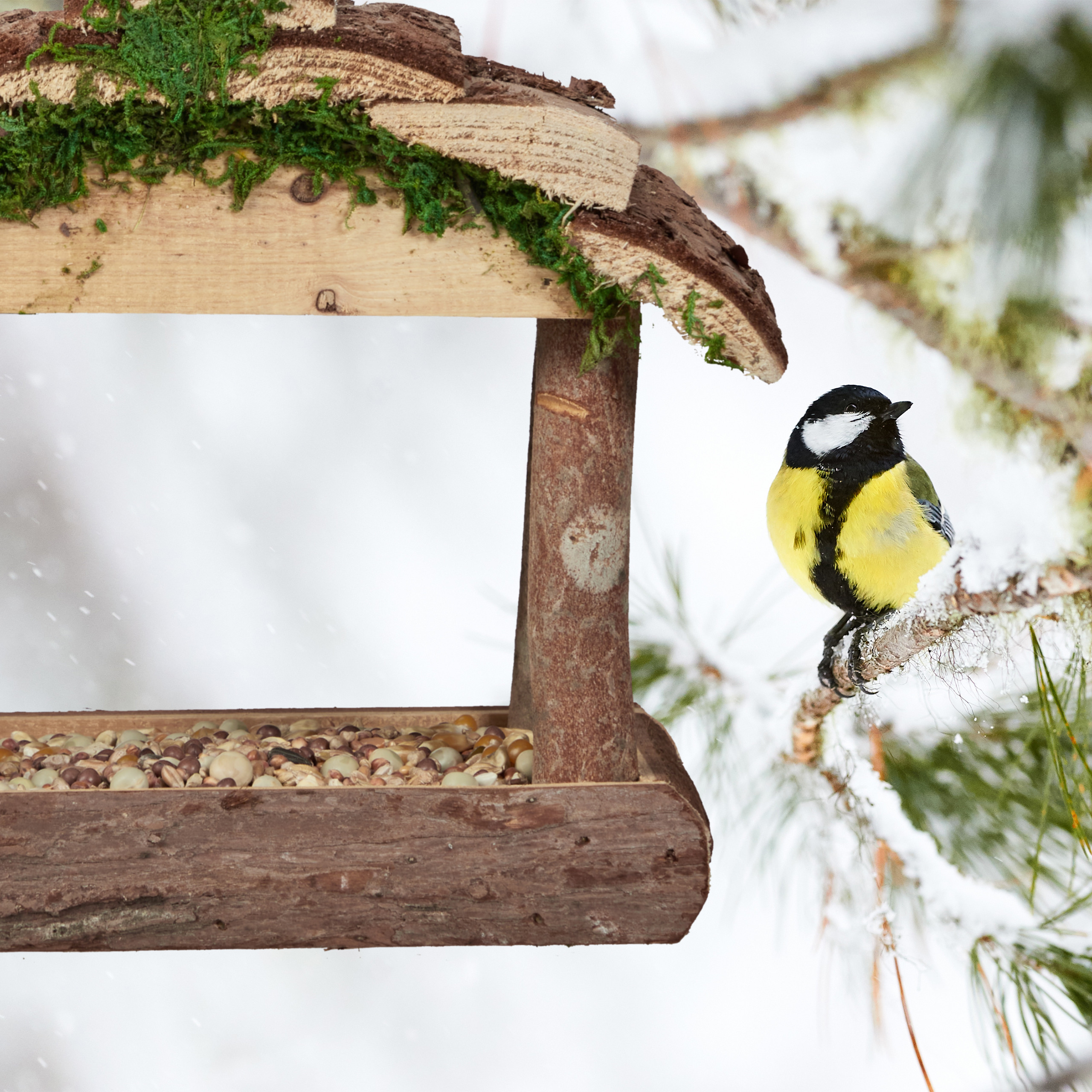 Eine Kohlmeise sitzt im Winter auf einem verschneiten Ast neben einem rustikalen Futterhäuschen.