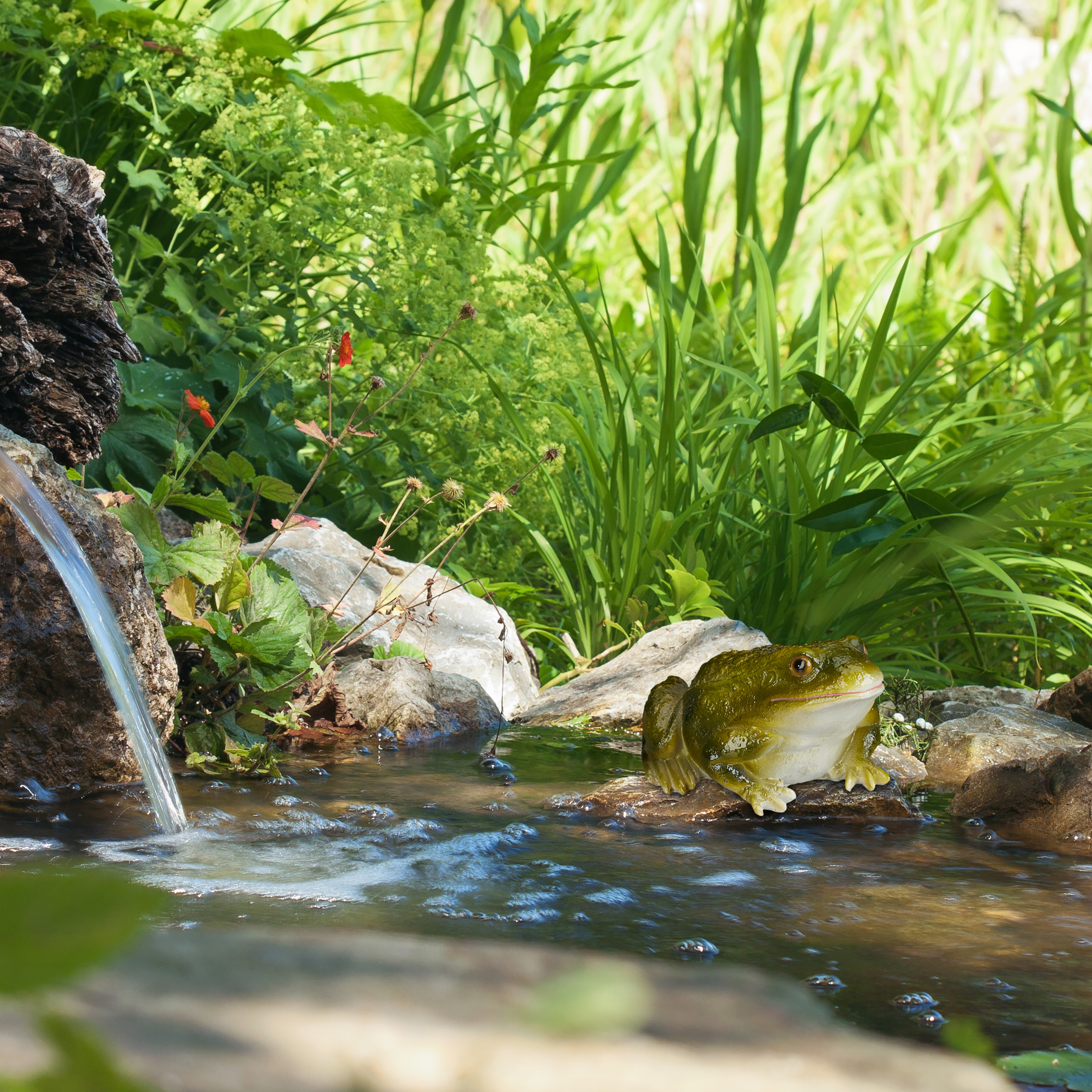 Ein grüner Frosch sitzt auf einem Stein in einem ruhigen Bach neben einem kleinen Wasserfall, umgeben von Grün.