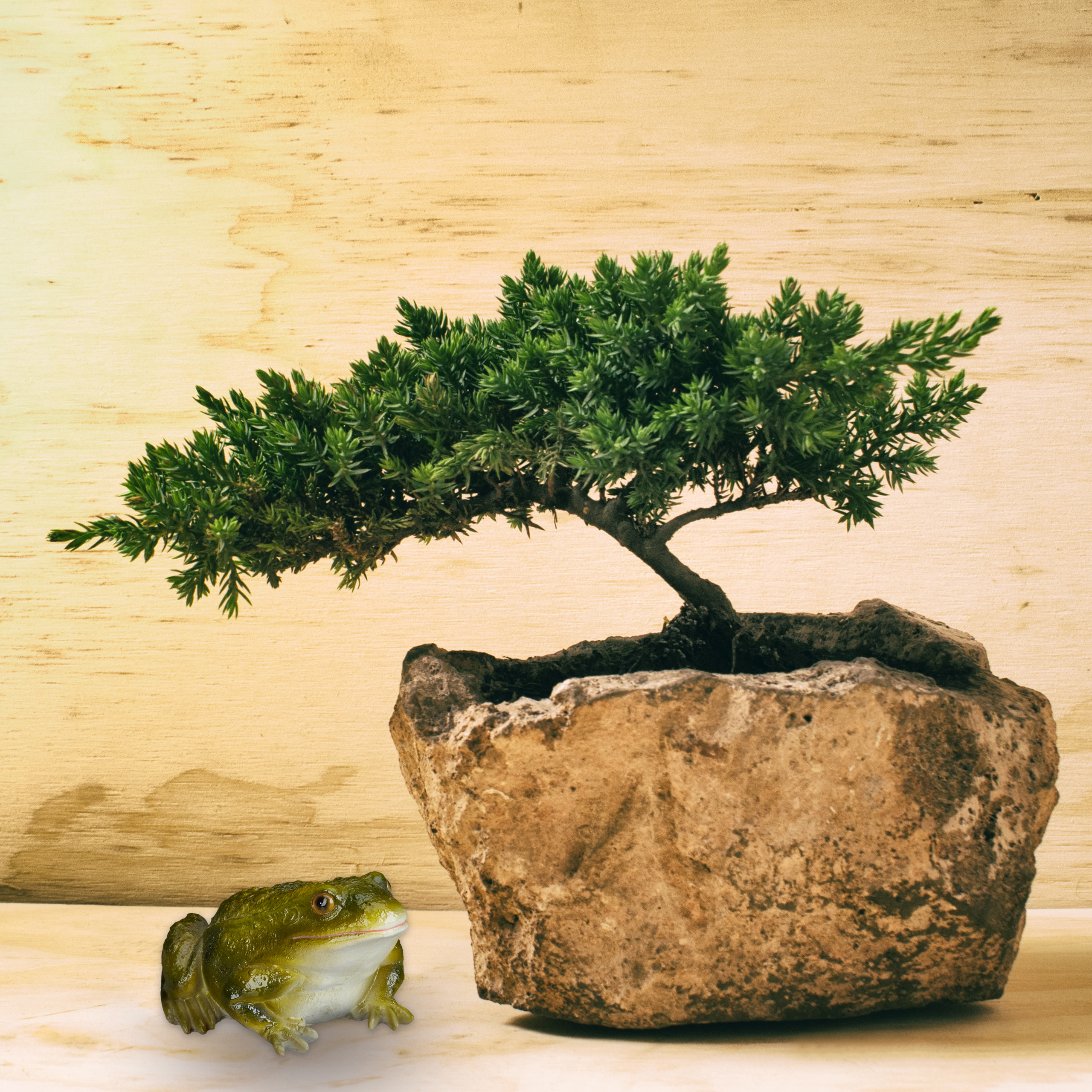 Ein kleiner grüner Frosch sitzt auf einer Holzoberfläche neben einem Bonsai-Baum in einem Steintopf vor einer Holzwand.