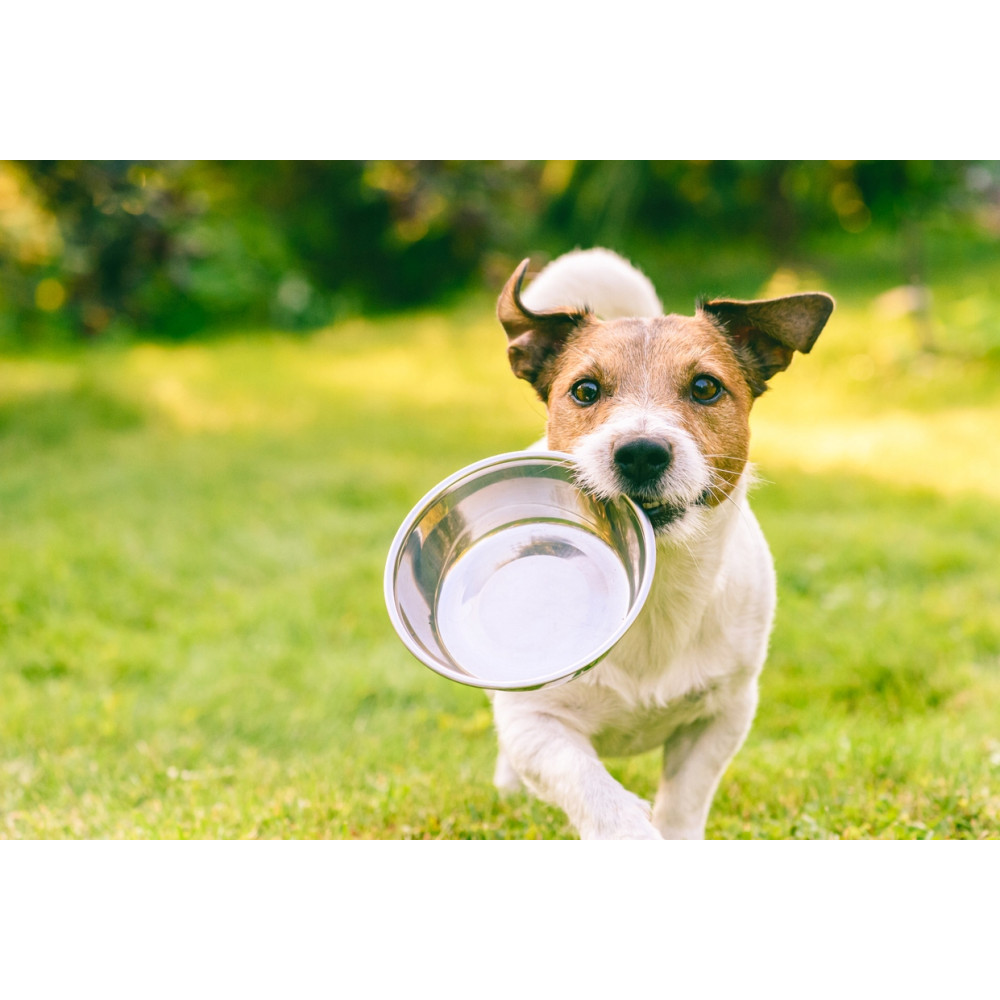 Jack Russell terrier biegnie po zielonym trawniku, trzymając w pyszczku srebrną miskę.