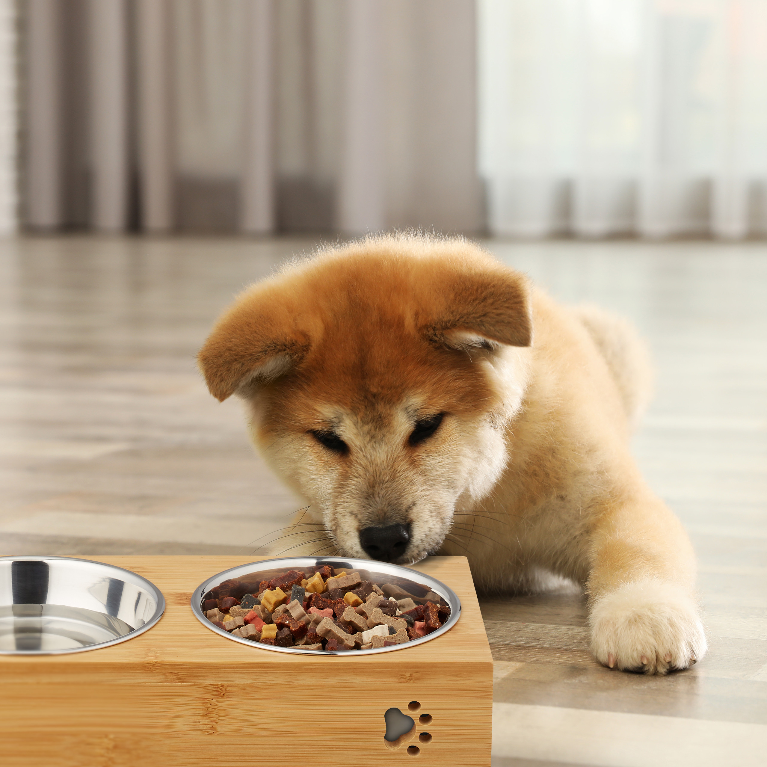 Ein flauschiger Akita-Welpe liegt auf einem Holzboden und blickt in eine Napf mit Hundefutter neben einem Wassernapf.