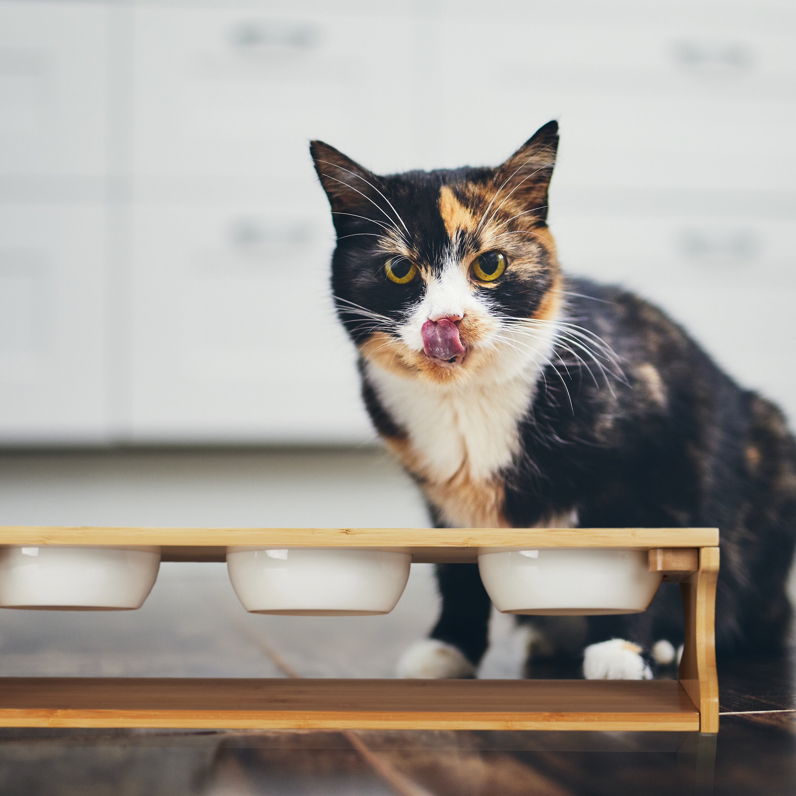 Eine dreifarbige Katze leckt sich nach dem Essen das Mäulchen vor drei Futternäpfen.