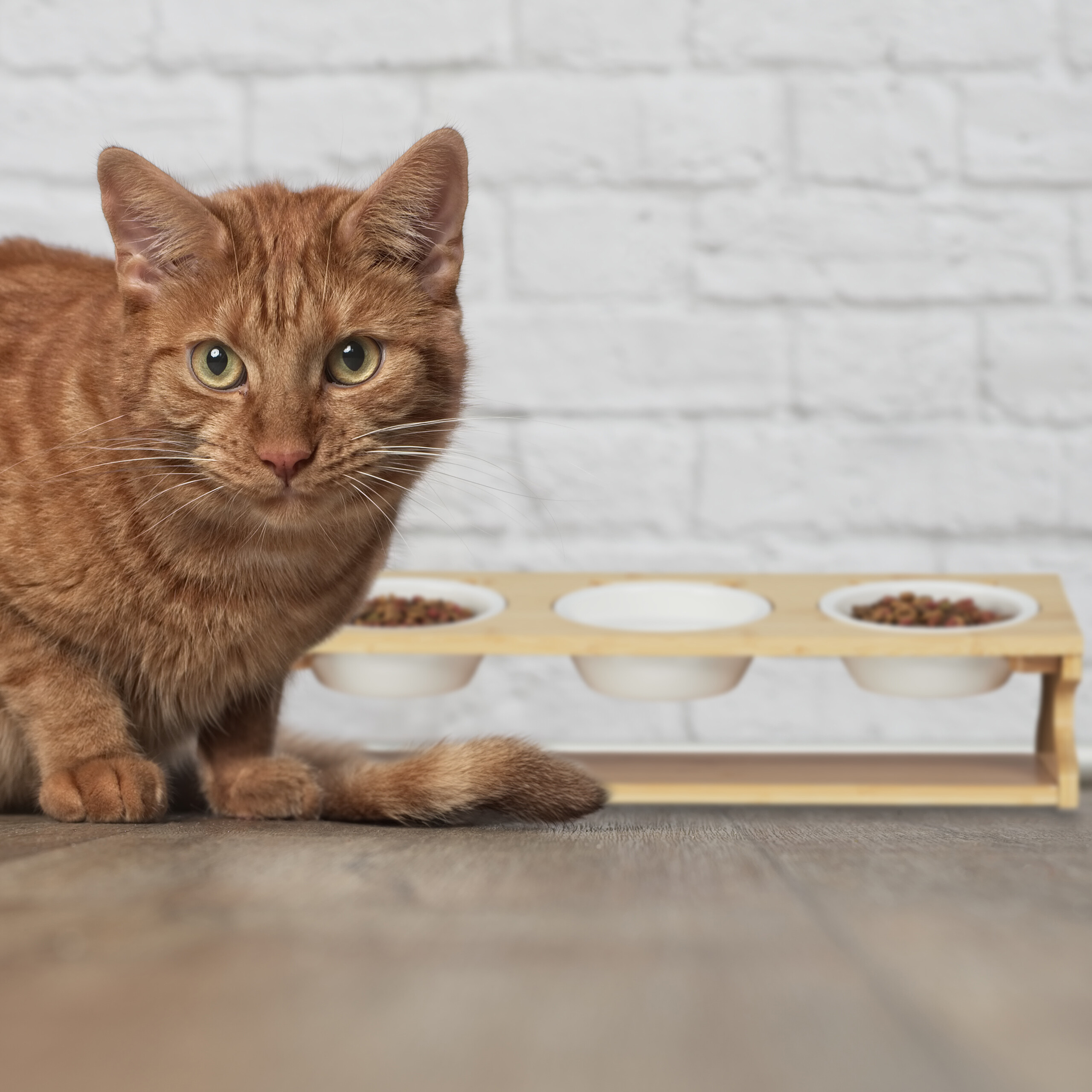 Eine orangefarbene Katze sitzt auf dem Holzfussboden vor einem Futternapfstand mit drei Schalen und einer weissen Backsteinwand.