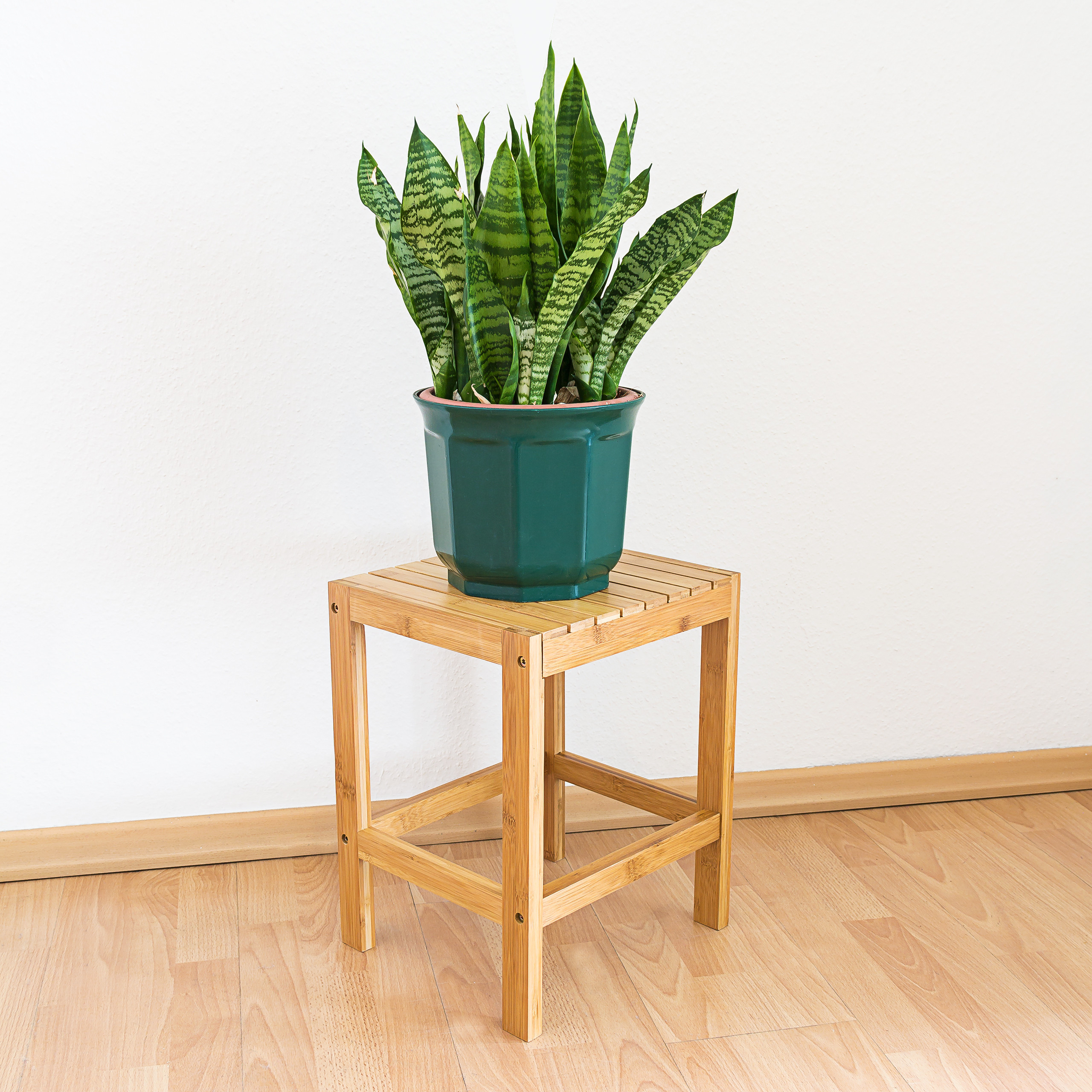 Eine grüne Sansevieria in einem grünen Topf auf einem kleinen Holz-Hocker vor einer weißen Wand.