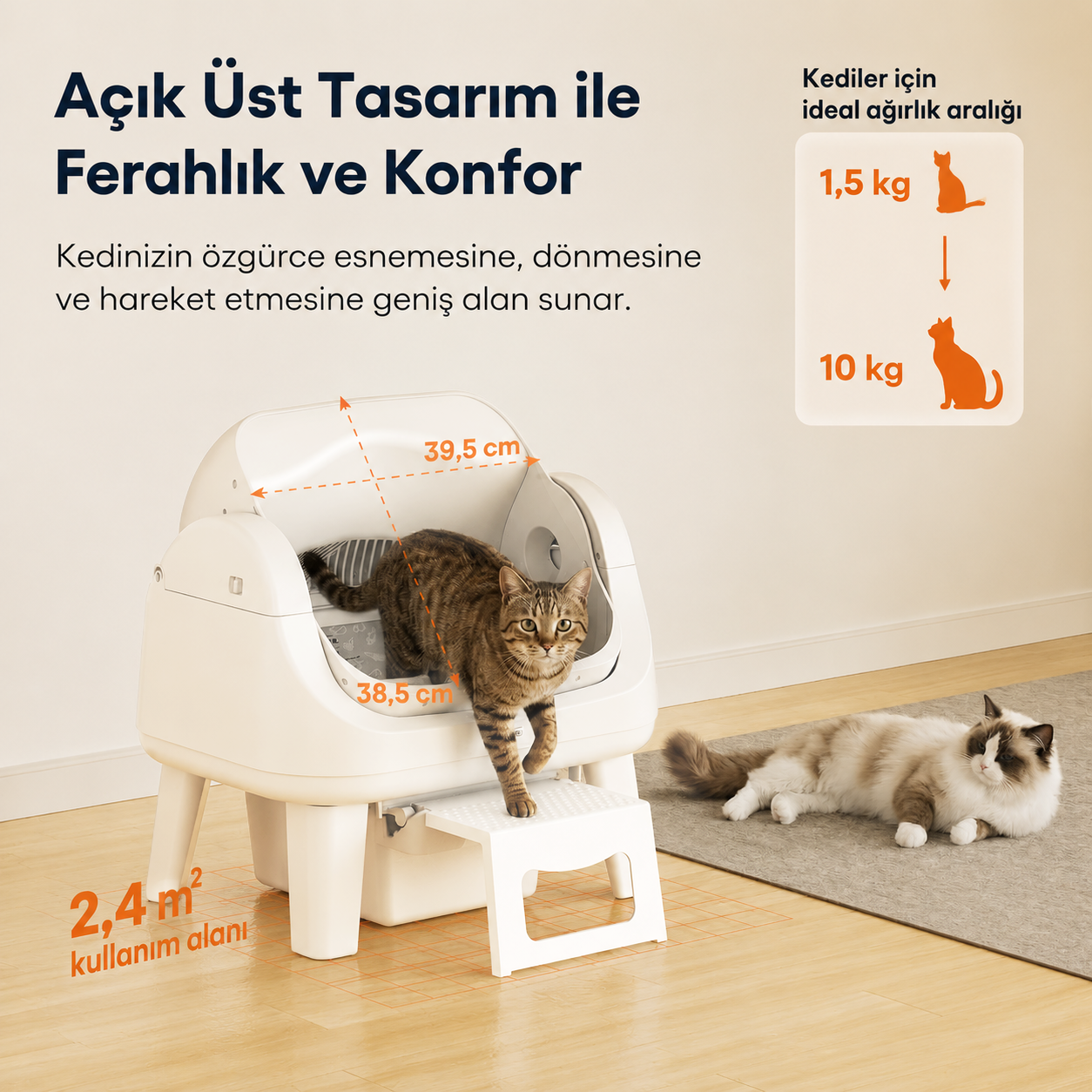 Merdivenli beyaz bir kedi tuvaletinden çıkan kedi ve halıda yatan başka bir kedi.