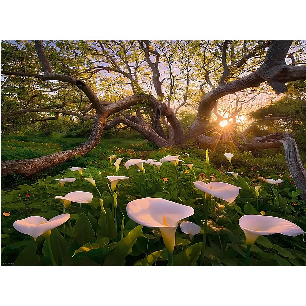 Weiße Calla-Lilien blühen im Vordergrund vor einem großen, verwinkelten Baum bei Sonnenuntergang.