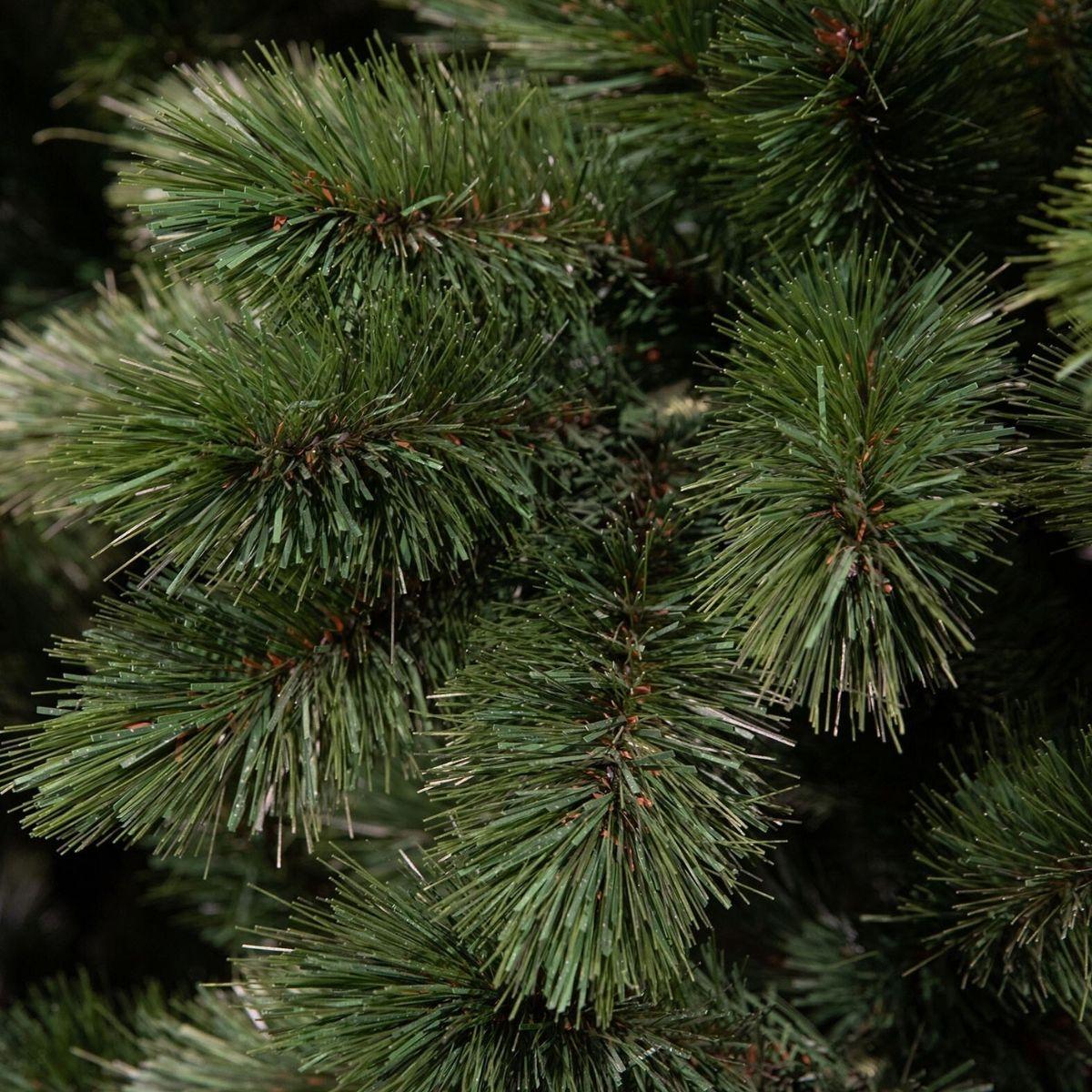 Gros plan d'aiguilles et de branches de pin d'un vert éclatant.