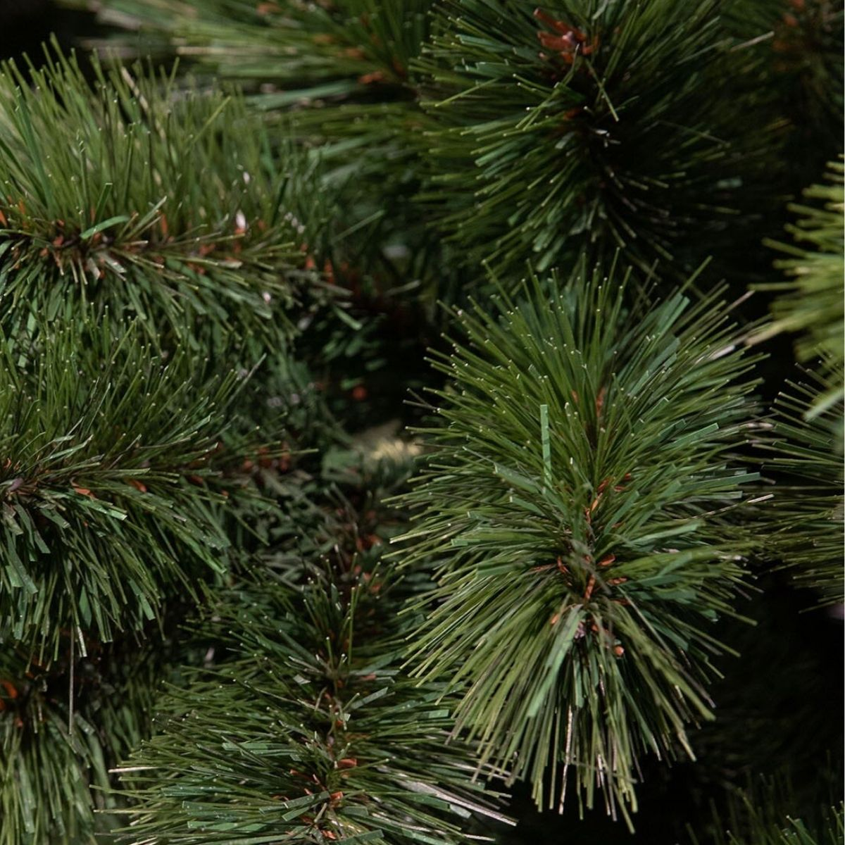 Gros plan sur un feuillage de pin vert dense avec de fines branches en forme d'aiguilles.