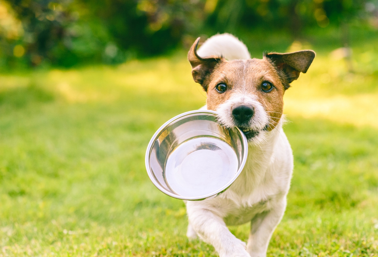 Jack Russell Terrier biegnie po zielonej trawie, trzymając w pyszczku srebrną miskę.