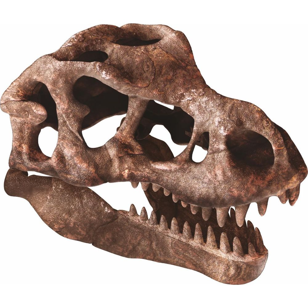 Ein detaillierter Dinosaurierschädel mit scharfen Zähnen auf weißem Hintergrund.