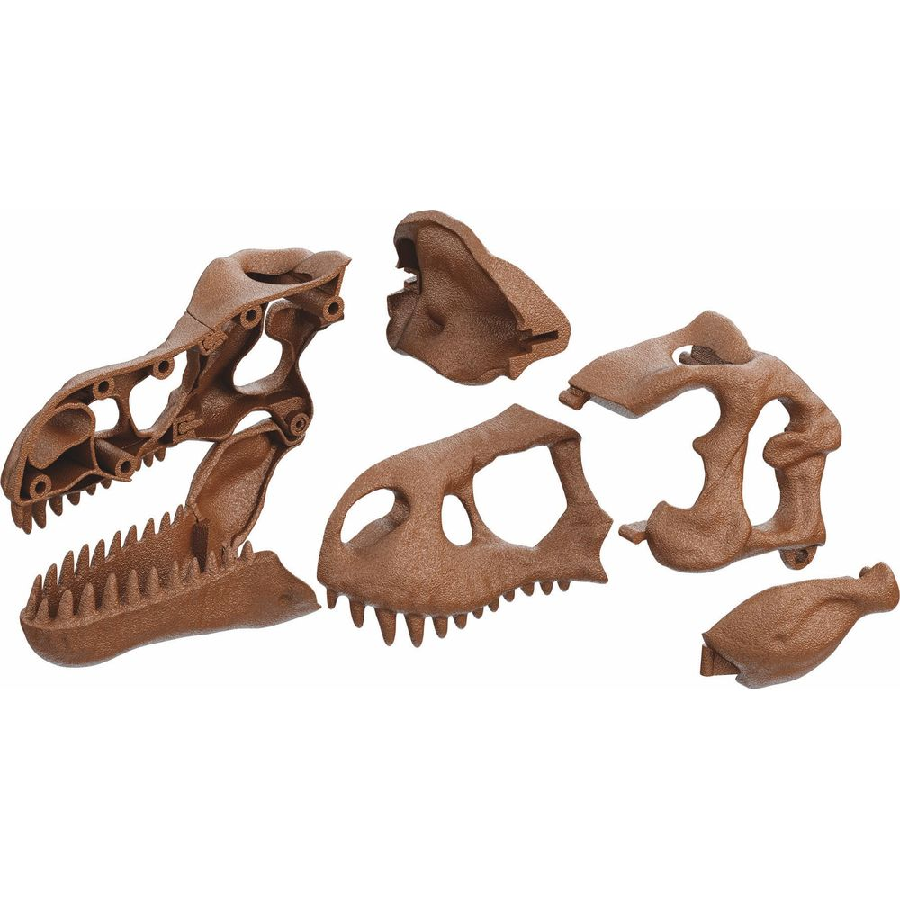 Braune Dinosaurier-Schädelteile verstreut auf weißem Hintergrund.