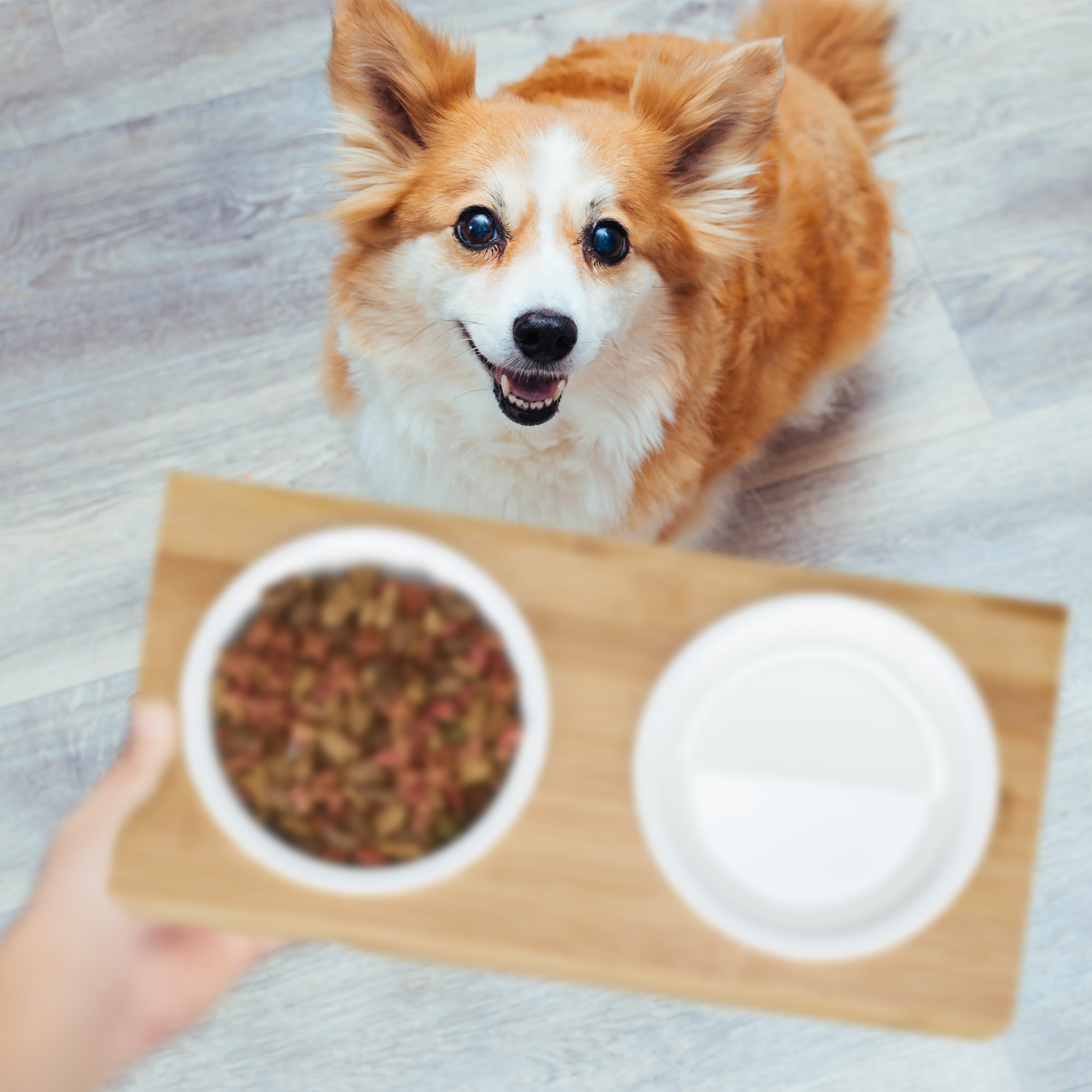 Ein glücklicher Hund wartet, während eine Hand eine Holznapfstation mit Futter und Wasser hält.