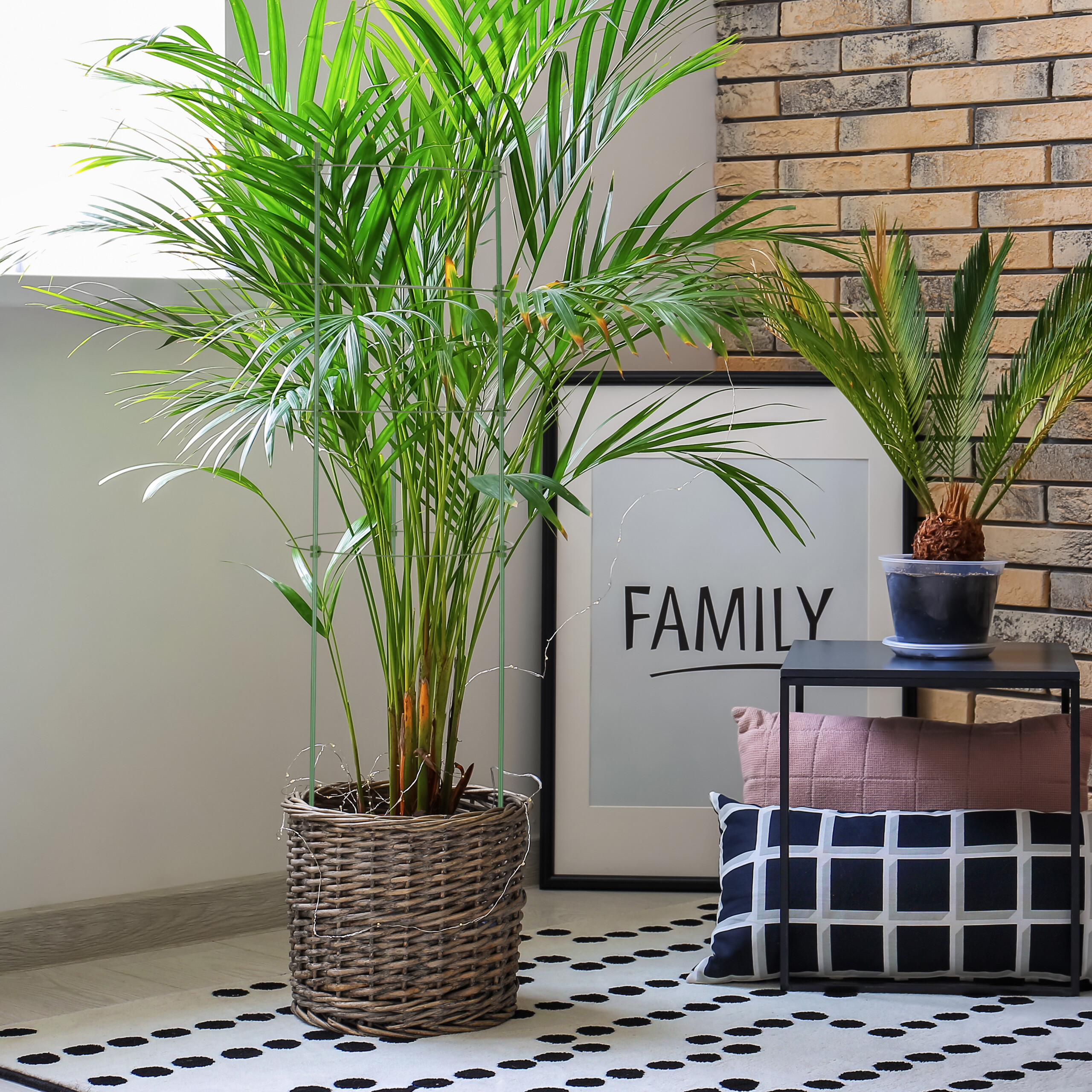Eine große Topfpalme steht auf einem gepunkteten Teppich neben einem kleinen Tisch mit Kissen und einem Familienschild.