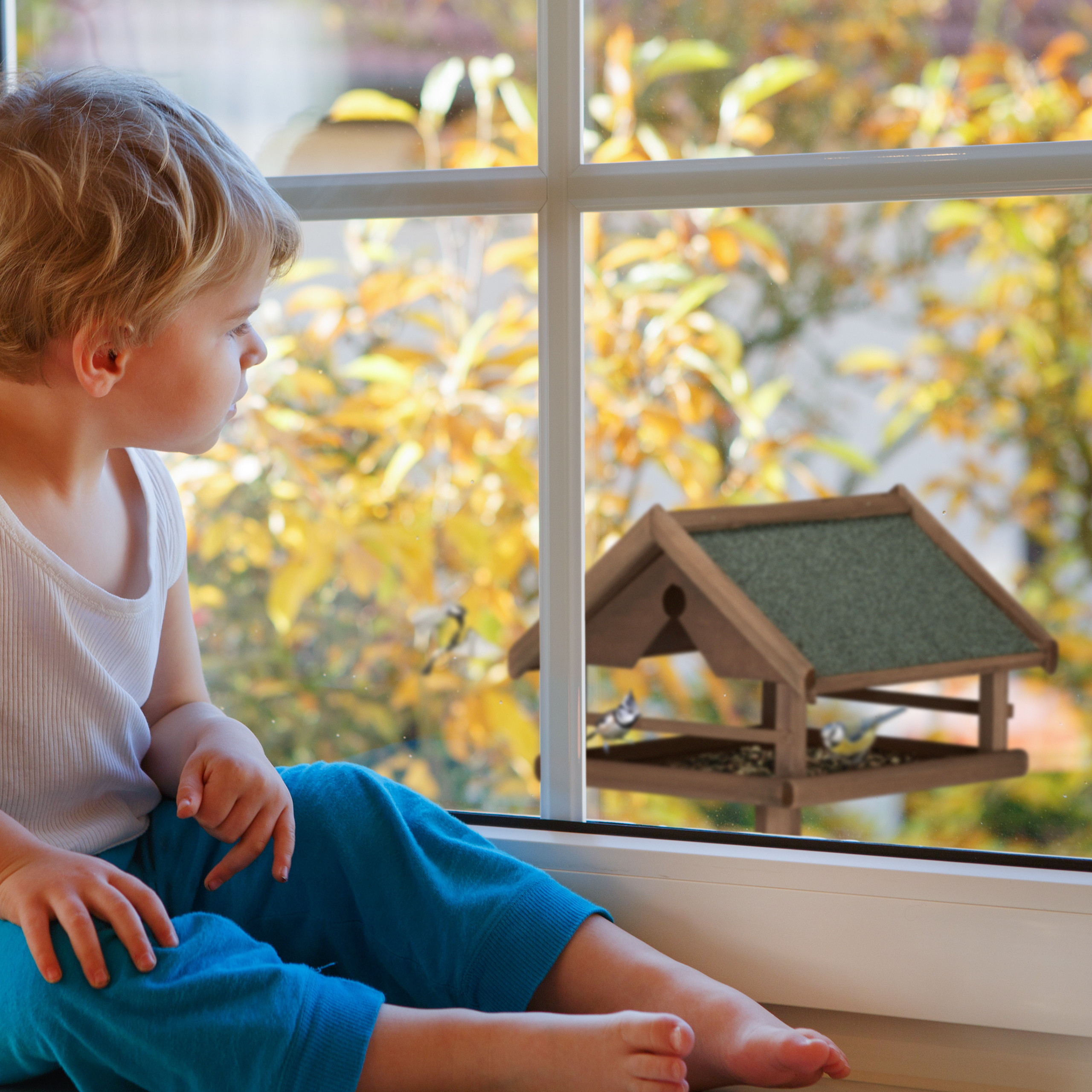 Kleiner Junge sitzt am Fenster und beobachtet Vögel an einem Futterhaus im herbstlichen Garten.