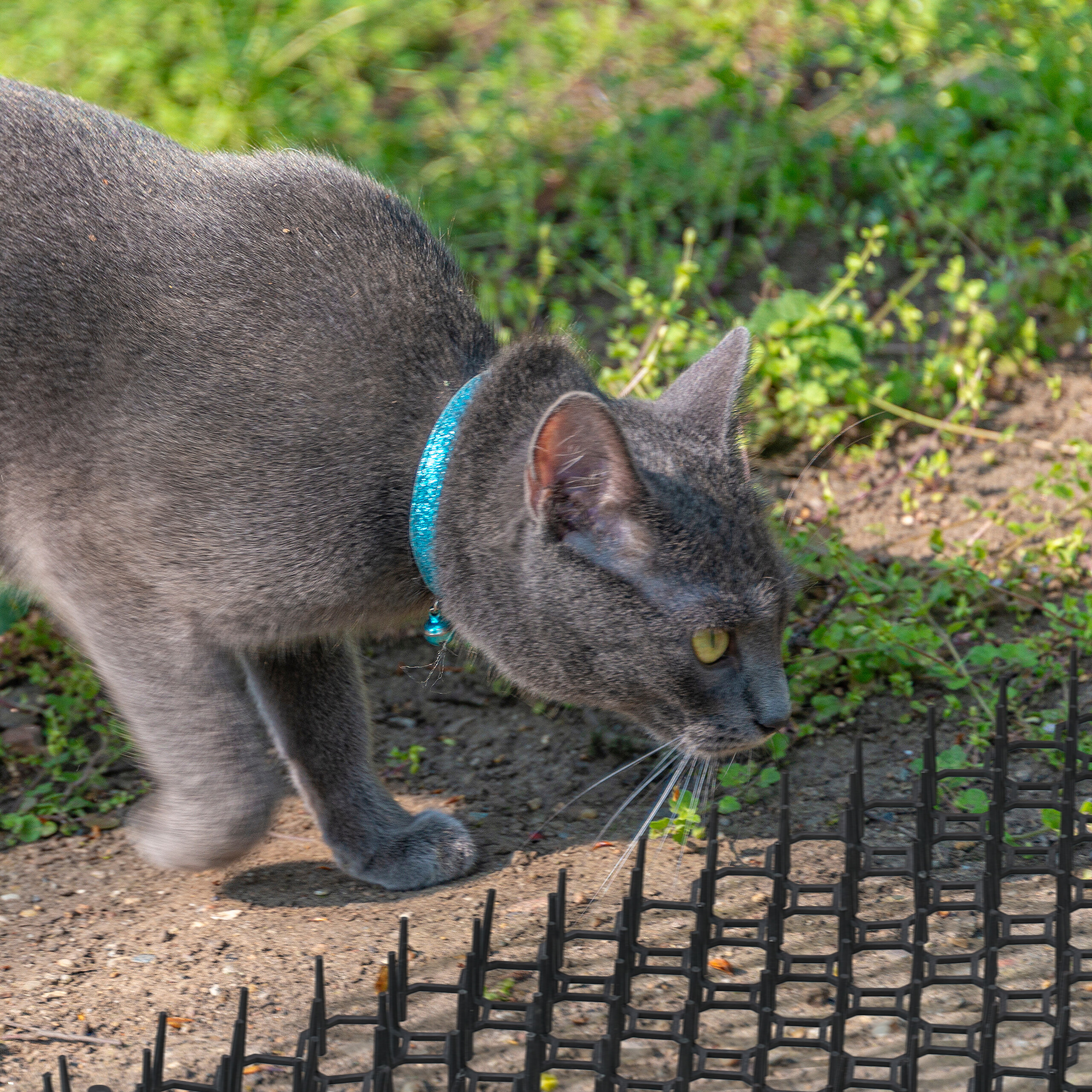 Eine graue Katze mit blauem Halsband nähert sich im Garten einer Plastikstachelmatte.