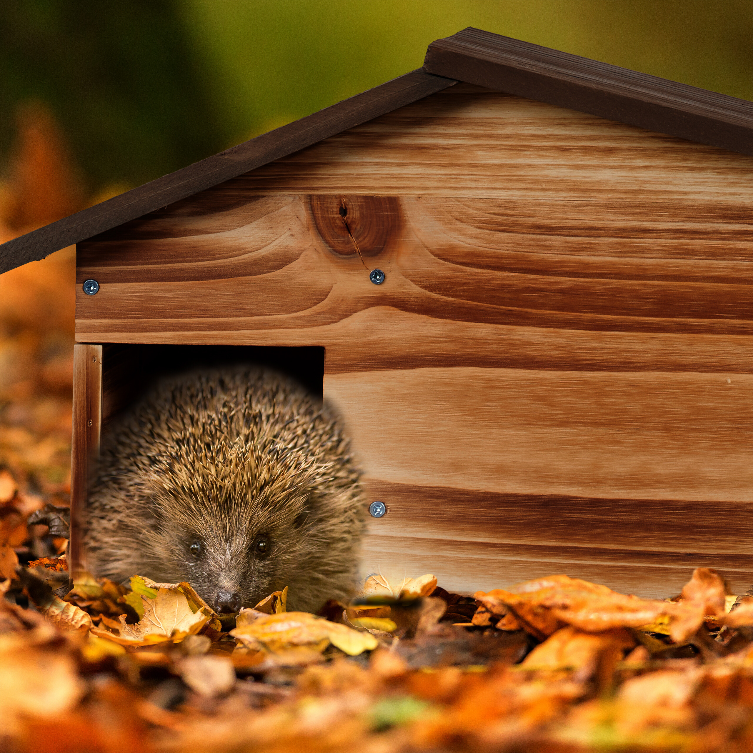 Ein kleiner Igel schaut aus einem hölzernen Igelhaus heraus, umgeben von herbstlichen Blättern.