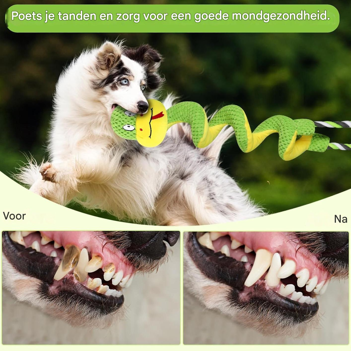 Ein flauschiger Hund spielt mit einer grünen Schlange, Vorher-Nachher-Zahnreinigung.