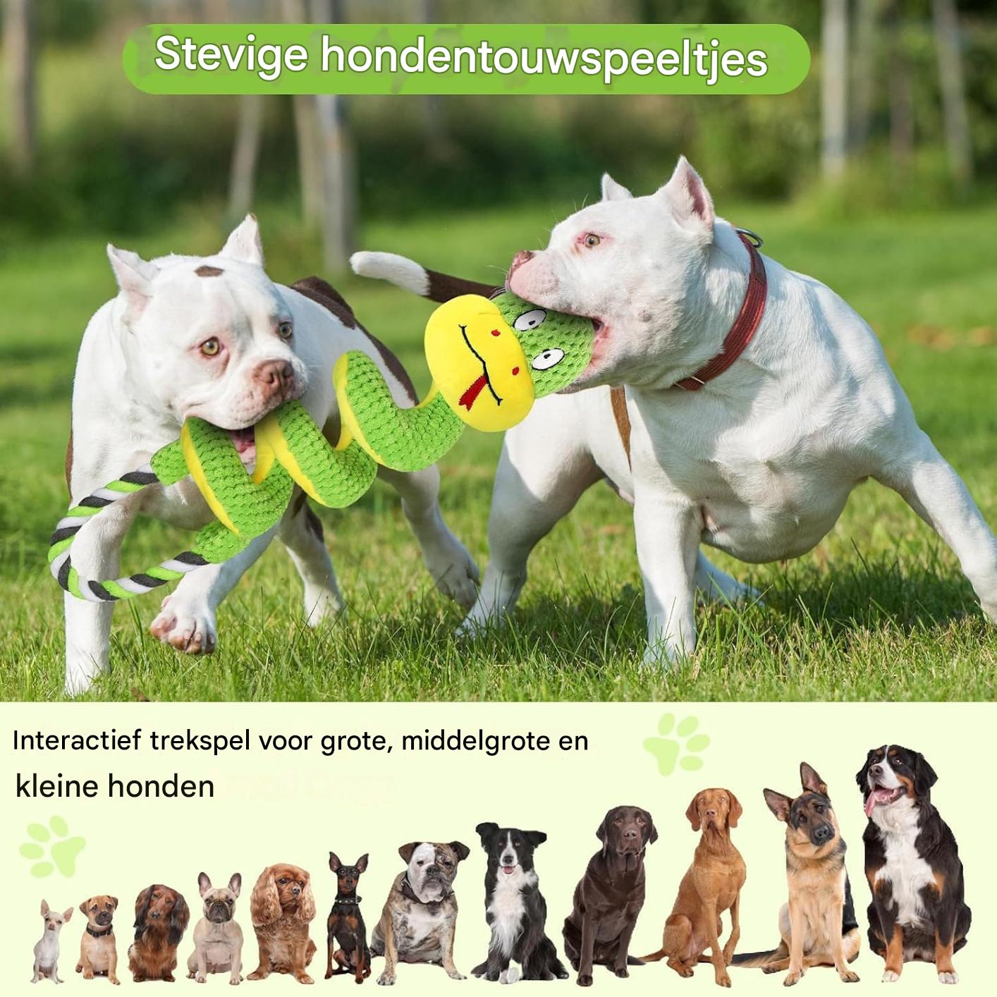 Zwei weiße Hunde spielen im Gras und ziehen an einem grün-gelben Seilspielzeug.