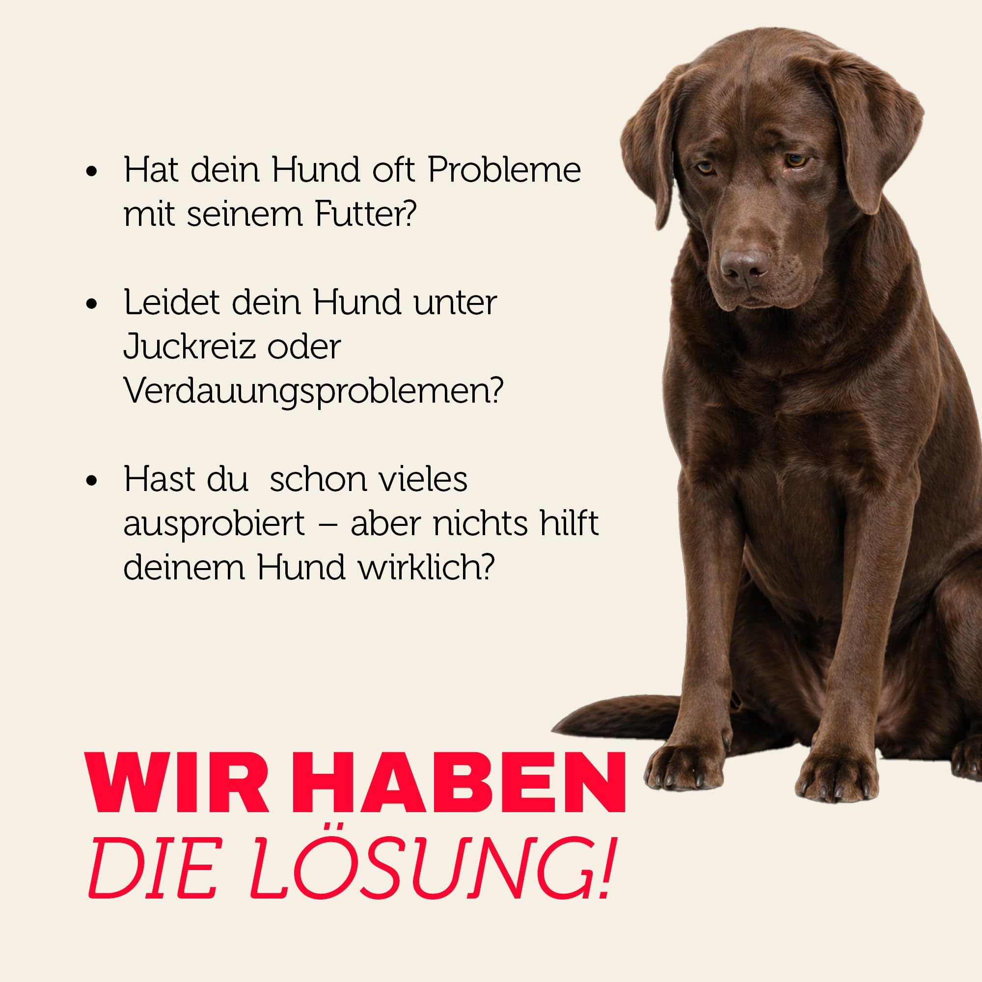 Ein trauriger brauner Labrador sitzt vor einem Text auf hellbeige Hintergrund.