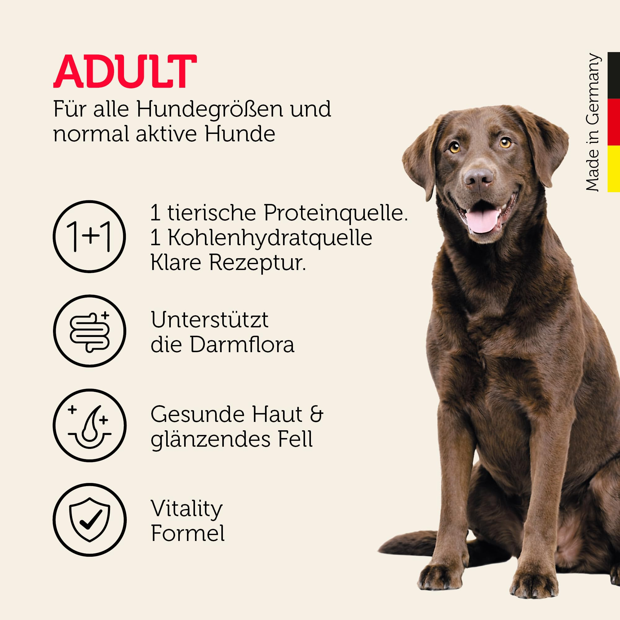 Ein brauner Labrador Retriever sitzt neben deutschem Text, der die Vorteile von Adult-Hundefutter zeigt.