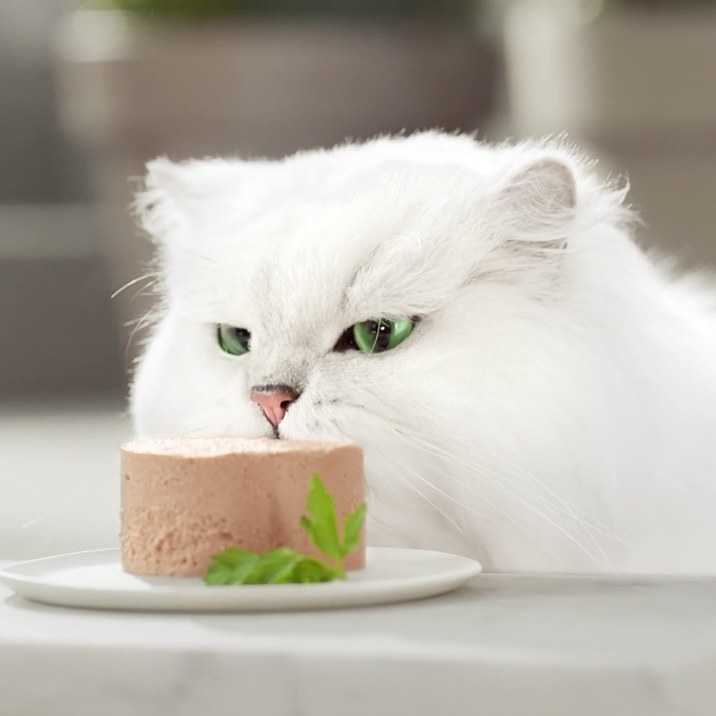 Eine flauschige weiße Katze mit grünen Augen schnuppert an Nassfutter auf einem kleinen Teller.